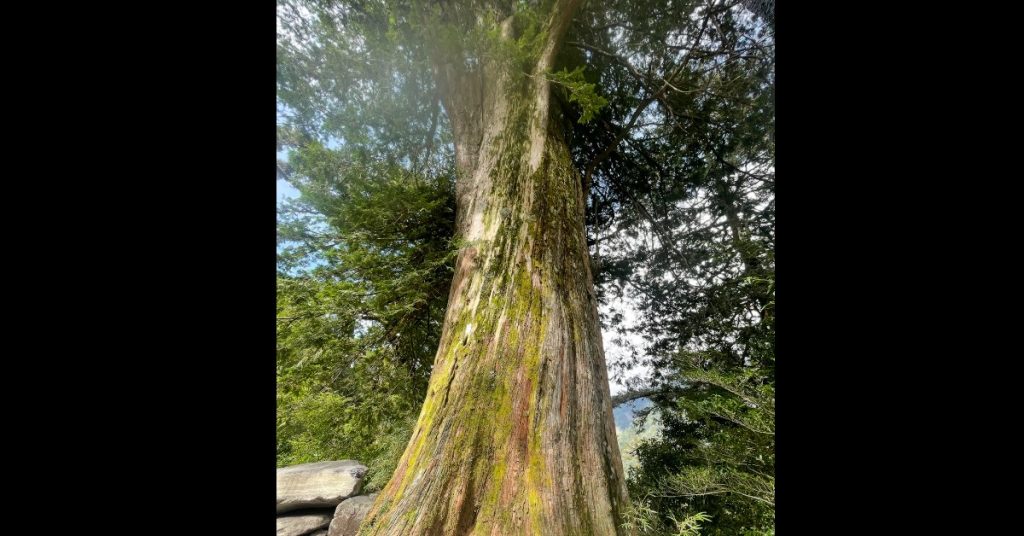 20220930_050413710_iOS-Photoroom (3) 台灣檜木